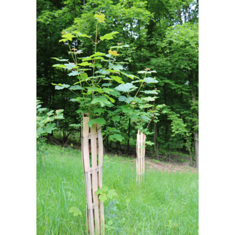 Xilo-Baumschutz, Wuchsdurchmesser ca. 12-13cm, Höhe 120cm, umweltfreundlich, Holz und unverzinkter Federdraht bauen sich ab